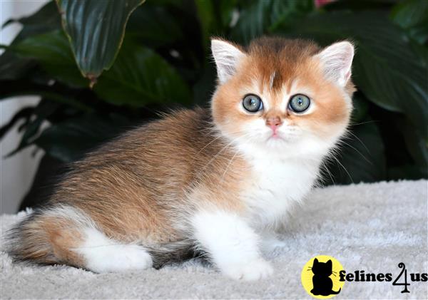 thechubbyfacedcat Picture 3
